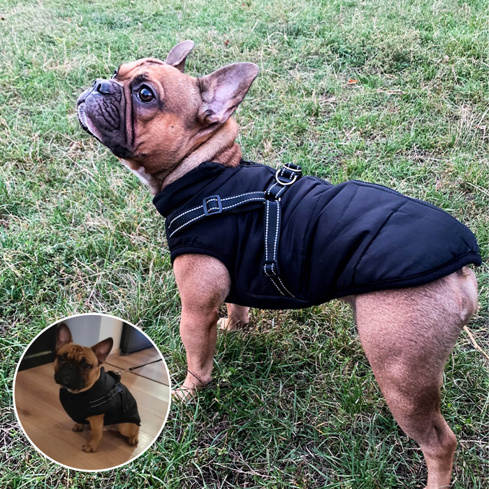 DogJacket, odblaskowy i wodoodporny zimowy płaszcz dla psów - Image 6