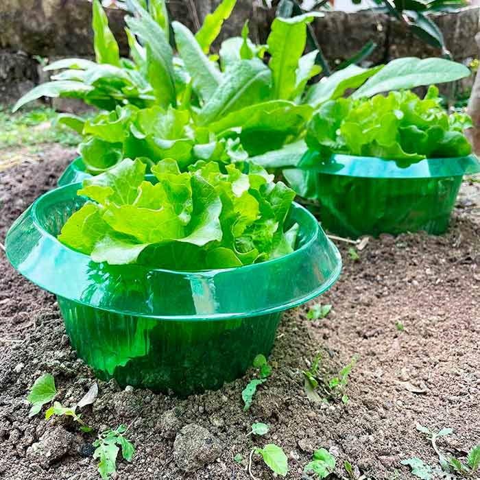 LettuceProtect, ochrona dla sałaty i innych upraw (10 sztuk) - Image 4