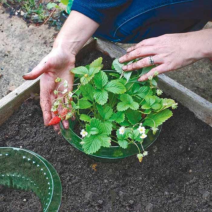 LettuceProtect, ochrona dla sałaty i innych upraw (10 sztuk) - Image 8