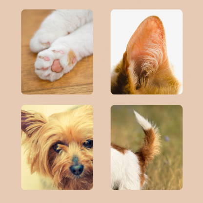 PAWTREAMER, PawPerfect Mini Trymer do Zwierząt Domowych - Image 2
