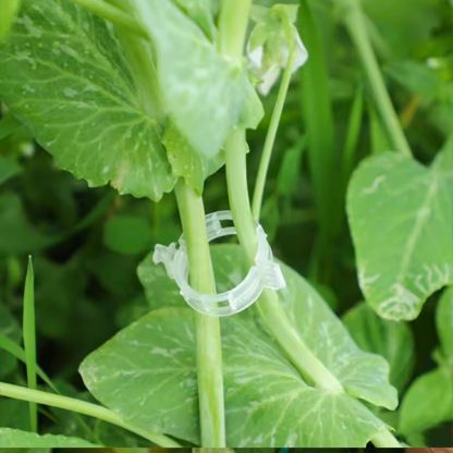 PLANTCLIP, GreenGrow Wsparcie dla Roślin - 60 Klipsów - Image 2