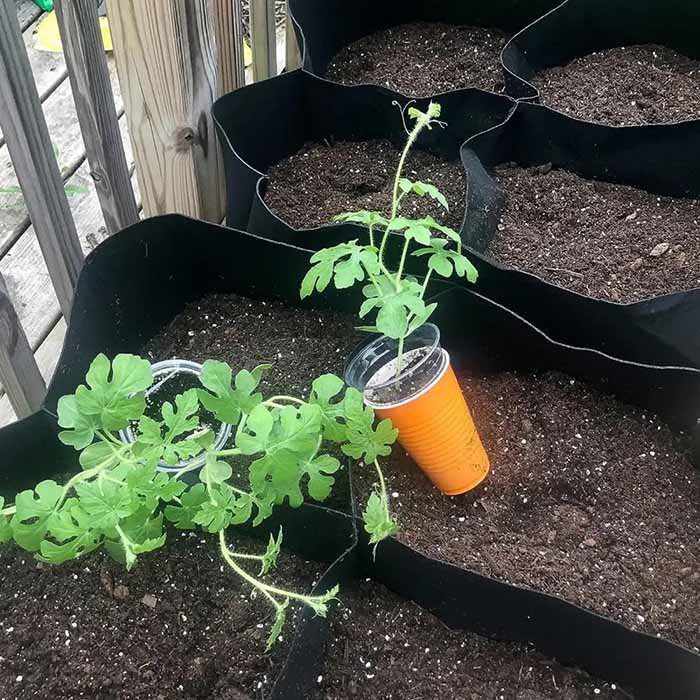 Pocket4Garden, przenośne grządki ogrodowe z 4 oddzielnymi przegrodami - Image 6