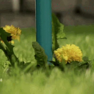 ROOTPULL, Usuwacz korzeni ze stali nierdzewnej - video