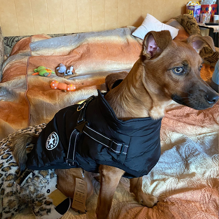 DogJacket, odblaskowy i wodoodporny zimowy płaszcz dla psów - Image 9