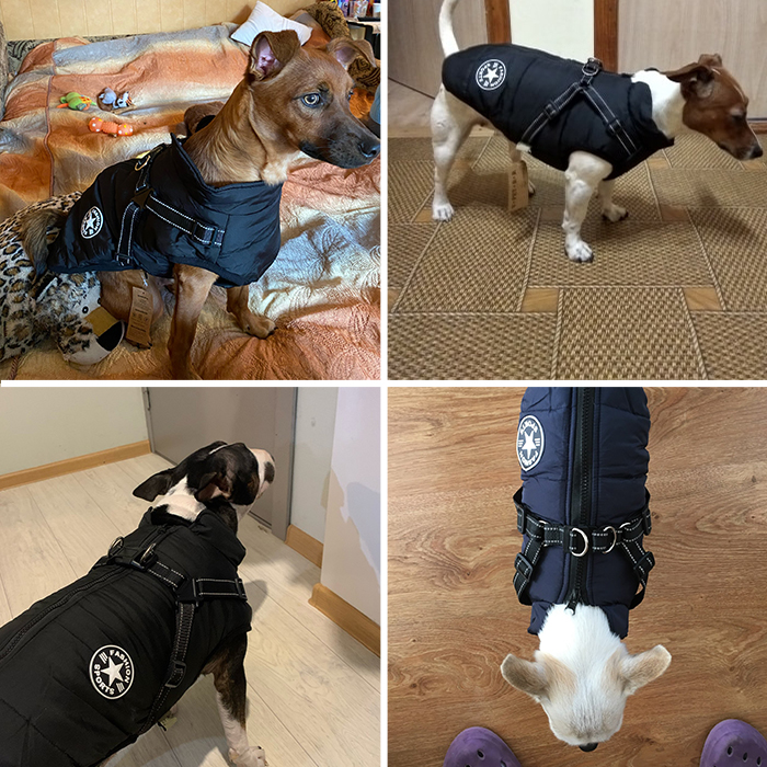 DogJacket, odblaskowy i wodoodporny zimowy płaszcz dla psów - Image 8